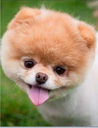 boo the cutest dog in the world sevimli kopek yavrulari yavru kopek kopek