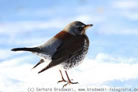 Wacholderdrossel f (genitive wacholderdrossel, plural wacholderdrosseln) fieldfare (turdus pilaris) Wacholderdrossel Im Winter Drosseln Futtern Und Beobachten