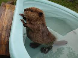 So This Is What A Baby Beaver Looks Like Baby Beaver Cute Animals Cute Baby Animals