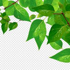Maybe you would like to learn more about one of these? Tetes Air Daun Hijau Daun Hijau Hijau Png Pngegg