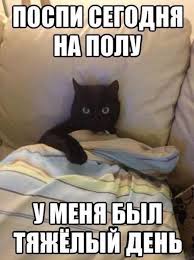 citaty pro koshek citaty pro kotov koto citaty smeshnye fotografii koshek smeshnye kotyata veselye memy