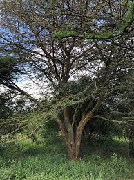 Image result for Acacia kirkii