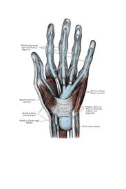 It is not unusual to have numbness, tingling and a lot of bleeding after a tendon is lacerated. 8 Tendon Rehabilitation Principles For Rock Climbers
