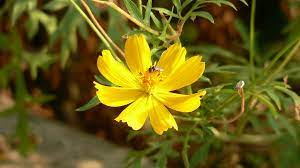 Cosmos Flower In Marathi Best Flower Wallpaper