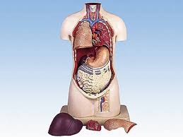 Click on a photo for a larger view of the model. Pudak Scientific Manufacturer Of Educational Teaching Aids Laboratory Instruments