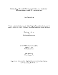 Image result for Euclasta condylotricha