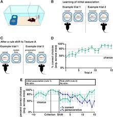 Said some of the 4,500 tips it received about justice brett kavanaugh were given to the trump white. Tonic Or Phasic Stimulation Of Dopaminergic Projections To Prefrontal Cortex Causes Mice To Maintain Or Deviate From Previously Learned Behavioral Strategies Journal Of Neuroscience
