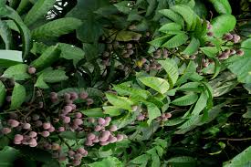 Image result for Lecaniodiscus