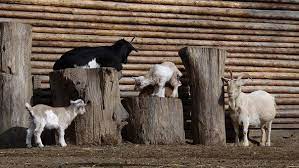 de chevre chevres des animaux photo libre droit coloriage pingouin