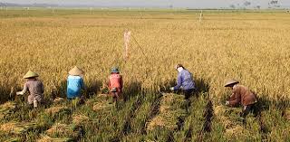 Katakan pada hatimu kalau takut gagal justru lebih buruk dari kegagalan itu sendiri. Ketatkan Aturan Alih Fungsi Lahan Produktivitas Padi Kabupaten Ngawi Meningkat