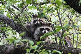 Maybe you would like to learn more about one of these? Raccoons Facts And Fancies Wildlife Rescue League