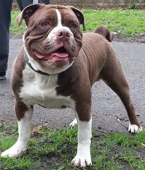 So cute i remember when i got one of my dachsunds , the breeder also had french bulldogs , they looked like they were made of velvet , how would you do a dachsund, i look like a sausage , (i bully my owner) and i am adorable. Necks Bulldogs U K Alapahas Twitter