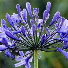 Egrow 100 Pcs Pack Agapanthus Seeds Agapanthus Africanus Bonsai Home Garden Flower D In 2020 Agapanthus Africanus Flower Garden Agapanthus