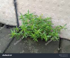 Image result for Oldenlandia corymbosa