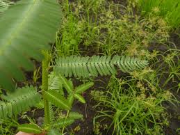 Image result for Sesbania pachycarpa