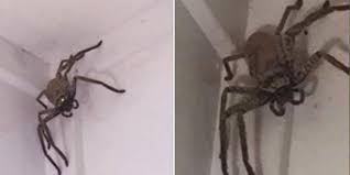 Contudo, diferentemente dessas últimas, as armadeiras são bastante agressivas, atacando por vontade própria. Conheca As Aranhas Venenosas Que Ocorrem No Brasil Sanitas Tradicao Em Dedetizacao No Rio De Janeiro