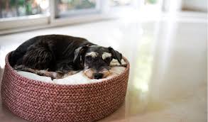 Inflammatory Bowel Disease Ibd In Dogs Petcoach
