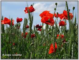 Vor 36 jahren hat der gebürtige steyrer thomas. Traumzeit Wenn Der Mohn Bluht Hannover Dohren Wulfel Mittelfeld Myheimat De