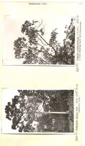 Image result for Nidorella welwitschii