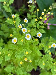 Image result for Feverfew