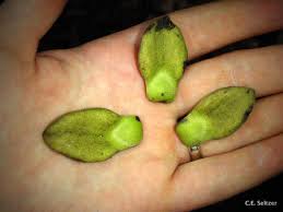 Image result for Annickia lebrunii