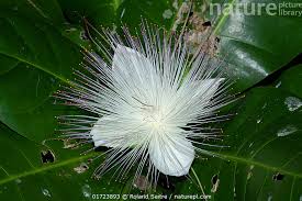 Image result for Barringtonia asiatica