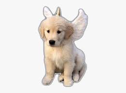 Share adorable photos of your doggo with your instagram followers. Aesthetic Dogs Dog Puppy Angel Unicorn Freetoedit Golden Retriever Hd Png Download Kindpng