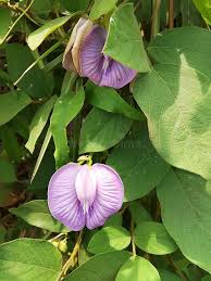 Image result for Centrosema pubescens