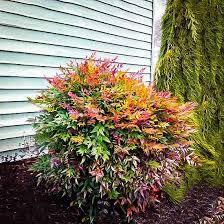 Newly planted nandina shrubs require evenly moist soil. Compact Nandina Plants For Sale Online The Tree Center