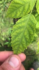 Image result for Fernandoa magnifica