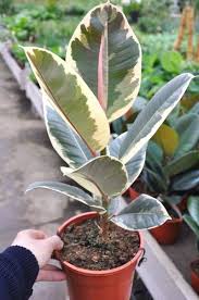 Gummibaum Von Der Palmenmann Auf Blumen De Kaufen