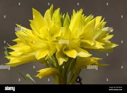 Image result for Eulophia flavopurpurea