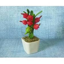 You then need to clean them thoroughly and store them once they are dry. Buy Enorme Rare Hybrid Dragon Fruit Plant 200 Pcs Seed Online Get 37 Off