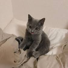 Pin By Alize On Sweet Cats Cute Cats Cat Aesthetic