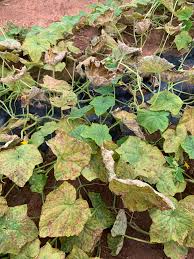 Image result for mildew on cucumbers