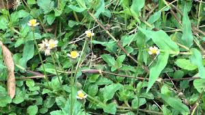 Image result for Hunteria zeylanica