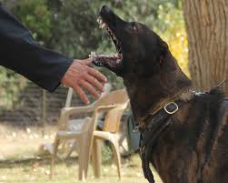 Bruce provides a full range of dog and puppy training services. Dog Aggression Behavior Modification Training Phoenix Scottsdale