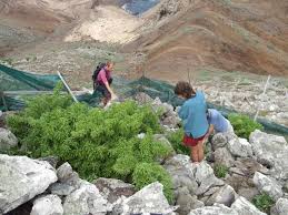 Image result for Erlangea remifolia