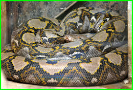 Check spelling or type a new query. 7 Ular Terbesar Di Dunia Ada Yang Makan Orang Ekor9 Com Ekor9 Com