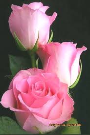 Unique Farmhouse Decor Ideas A Decor Blog Wedding Flowers Pink Roses Amazing Flowers Beautiful Roses