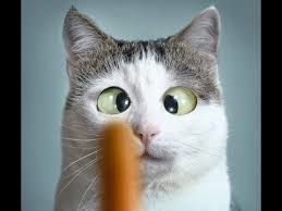 Ver más ideas sobre videos divertidos de animales, videos de animales tiernos, videos graciosos de animales. Risas Channel Youtube Gifs Risa Gracioso Chistoso