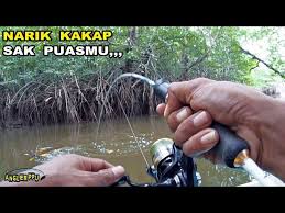 Barramundi fishing ~ kakap putih 15,55 kg di ujung pangkah wetan, gresik. Inilah Yang Terjadi Ketika Mancing Tepat Di Sarang Nya Ikan Litetube