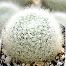 Image result for Ancylobothrys robusta