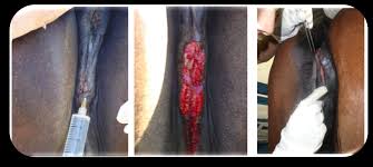 MANUAL DE LA PRÁCTICA DE PROFUNDIZACIÓN EN REPRODUCCIÓN EQUINA