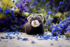 What Is The Natural Habitat Of A Ferret Mystart