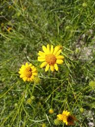 Image result for Vangueria cistifolia