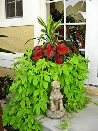 Bright ideas lime sweet potato vine will grow to be about 12 inches tall at maturity, with a spread of 24 inches. Pin By Jyl Furney On Florida Container Gardening And Other Interesting Garden Ideas Potato Vines Potato Vine Planters Container Gardening