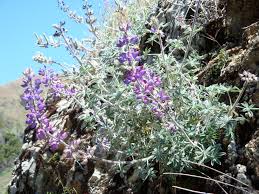 With basic informations about each flower and photos. Wildflower Of The Week Silver Lupine Xasauan Today