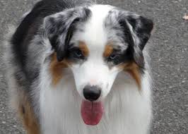Shepherds rest near portland, oregon (or) is a breeder for anatolian shepherd dogs, anatolian puppies, turkish shepherds and more! Akc Miniature American Shepherd Mini Aussie For Sale In Corvallis Oregon Classified Americanlisted Com