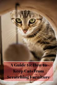 Cleaning this scent off your furniture will take away some of that temptation! Pin On Cat Care Toys Accessories